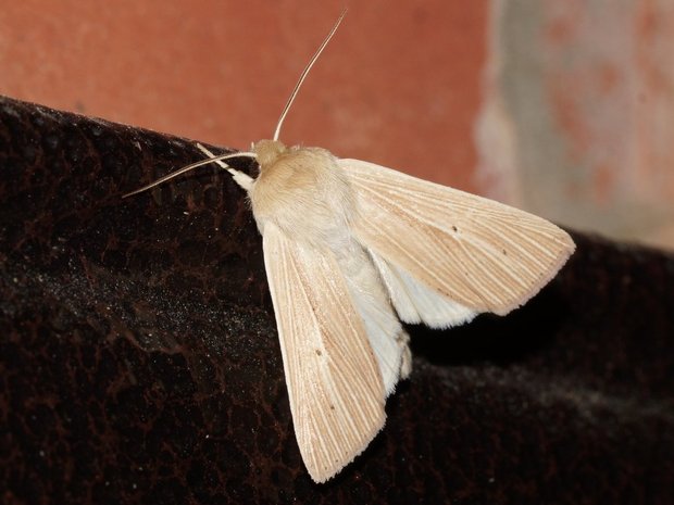 Ночная бабочка Совка полосатая бледная (Mythimna pallens)