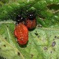 Рождение колорадского жука