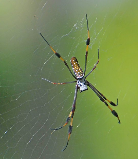 Ямайка. Dunns River Falls, паук Nephila clavipes