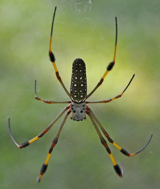 Ямайка. Dunns River Falls, паук Nephila clavipes