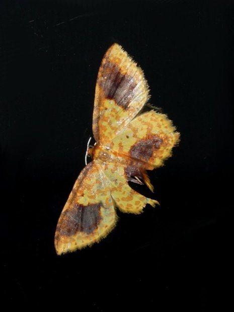Ночная бабочка 