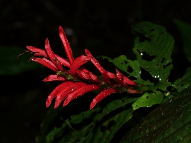 Цветок Разисея колосковая (Razisea spicata)