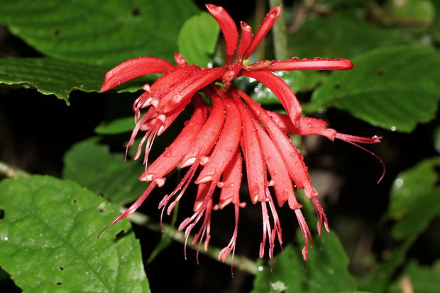 Цветок Разисея колосковая (Razisea spicata)