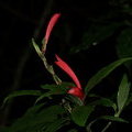 Цветок в ночи. Razisea spicata