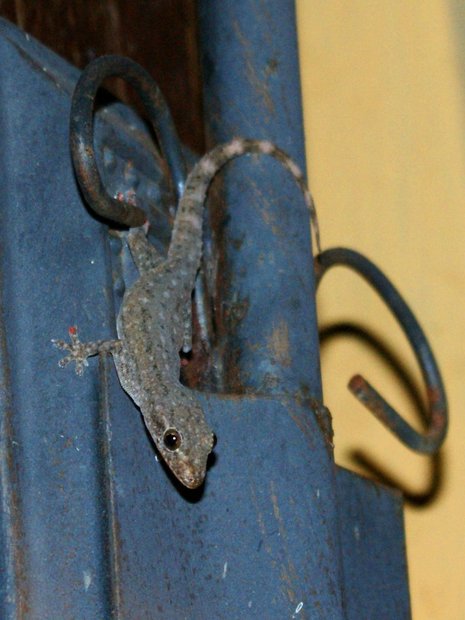 Домашний геккон
