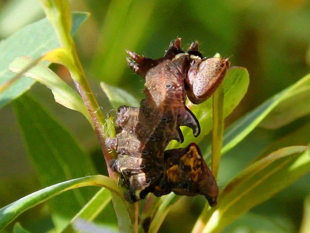 Гусеница Хохлатки-зигзаг (Notodonta ziczac)