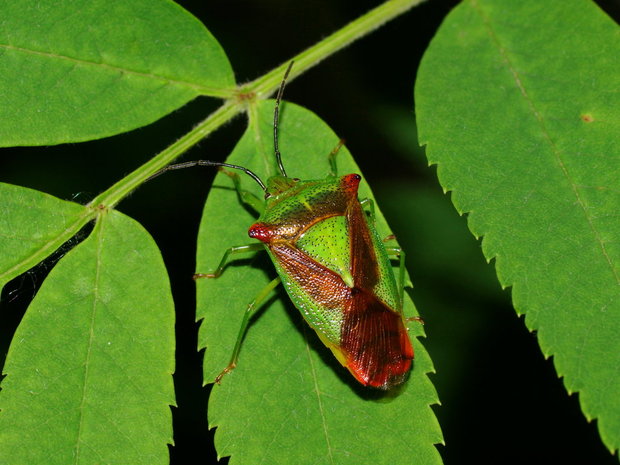 Килевик лиственный (Acanthosoma haemorrhoidale)