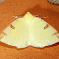 Пяденица боярышниковая (Opisthograptis luteolata)
