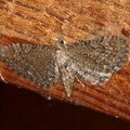 Ночная бабочка Eupithecia lariciata (?)