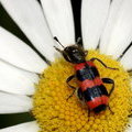 Пестряк пчелиный или пчеложук обыкновенный (Trichodes apiarius)