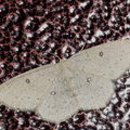 Пяденица цветочная белоточечная (Cyclophora albipunctata)