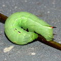 Зеленая форма гусеницы Винного бражника среднего
