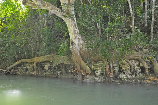 Ямайка, Rafting on the Martha Brae 