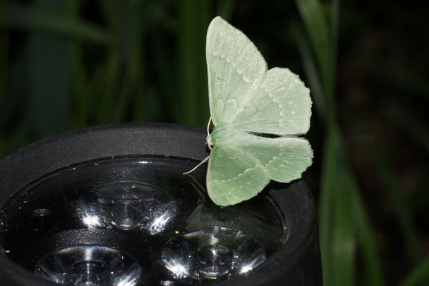 Бабочка на фонаре