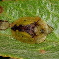 Щитоноска пижмовая - Cassida vibex (Chrysomelidae)