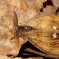 Кистехвостка обыкновенная, или волнянка античная, или кисточница античная (Orgyia antiqua), самец