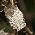 Кладка яиц Кисточницы античной (Orgyia antiqua)