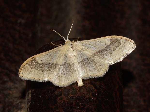 Ночная бабочка Пяденица малая дождевая (Idaea aversata)