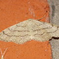 Ночная бабочка Пяденица малая дождевая (Idaea aversata)