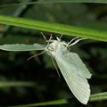 Пяденица большая зеленая (парусниковая) (Geometra papilionaria)