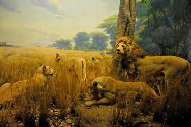 Американский музей естественной истории, American museum of Natural History, Нью-Йорк, США