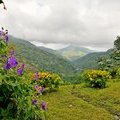 Ямайка, Национальный парк Голубые горы и горы Джона Кроу, Blue Mountains and John Crow Mountains National Park