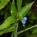 Коммелина (Commelina sp.)