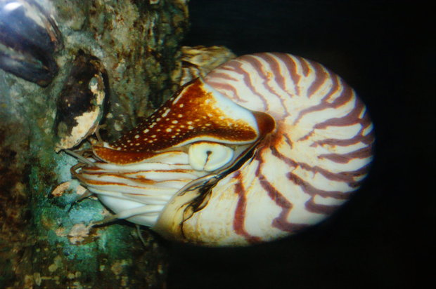 Наутилус (Nautilus)