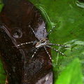 Паук-охотник на листе нимфеи в пруду