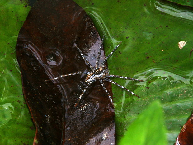 Паук-охотник на листе нимфеи в пруду