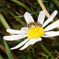 Пчела Halictus (Seladonia) sp. (самец)