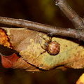 Самка паука на коконе. Крестовик мраморный (Araneus marmoreus)