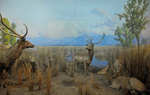 Американский музей естественной истории, American museum of Natural History, Нью-Йорк, США 