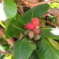 Индийский миндаль (Terminalia catappa)