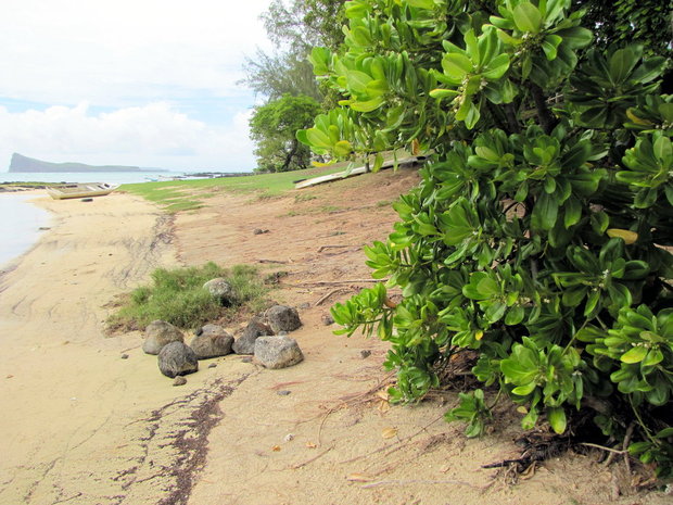 Растительность на Маврикии