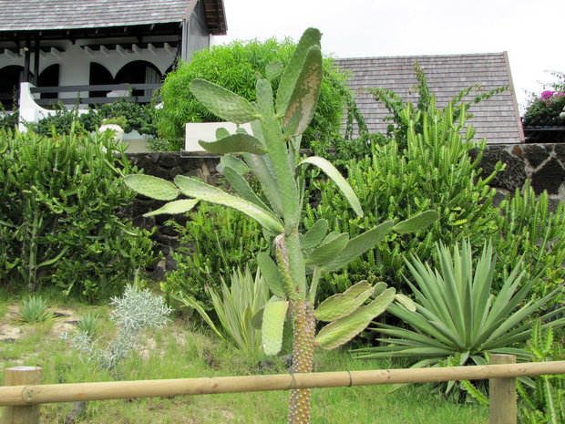 Растительность на Маврикии