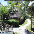 Вид с балкона номера. Эндемичная пальма.