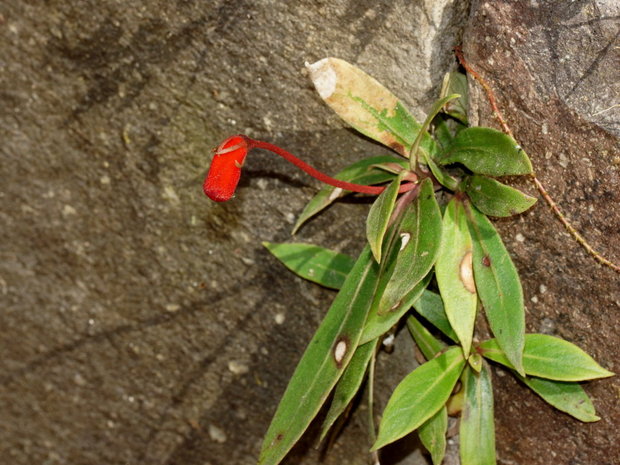 Глоксиния лесная (Gloxinia sylvatica)