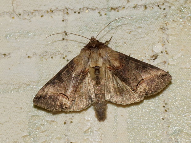 Бабочка Abrostola triplasia