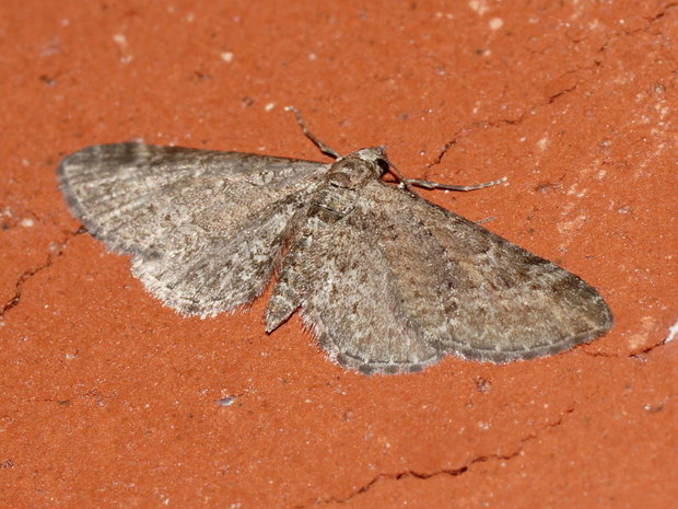 Бабочка Eupithecia vulgata