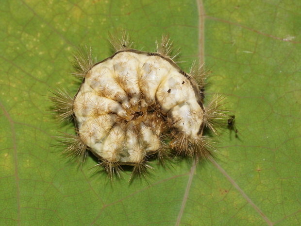 Гусеница Медведицы желтой (Spilarctia lutea /Spilosoma lutea)