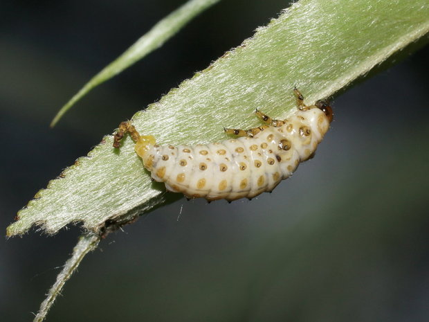 Личинка жука-листоеда