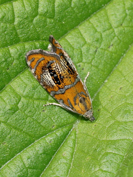 Листовертка разноцветная полосатая Olethreutes arcuella (Olethreutes arcuana)