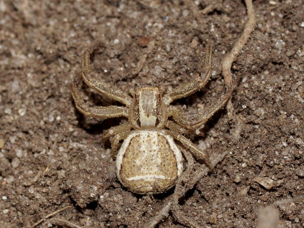 Паук-краб (Xisticus sp.)