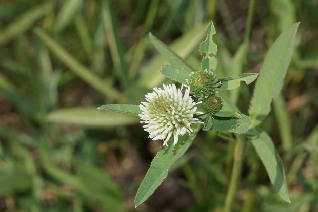 Клевер горный или Белоголовка (Trifolium montanum)
