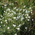Цветочки. Ясколка полевая (Cerastium arvense)