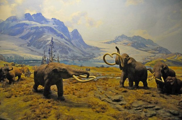 Американский музей естественной истории, American museum of Natural History, Нью-Йорк, США, Животные США и Канады