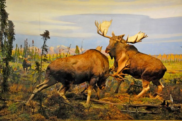 Американский музей естественной истории, American museum of Natural History, Нью-Йорк, США, Животные США и Канады