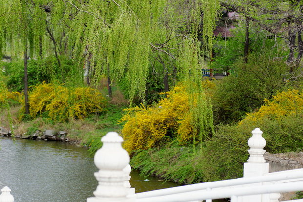 Река в парке 219