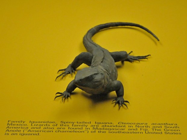 Американский музей естественной истории, American museum of Natural History, Нью-Йорк, США, рептилии